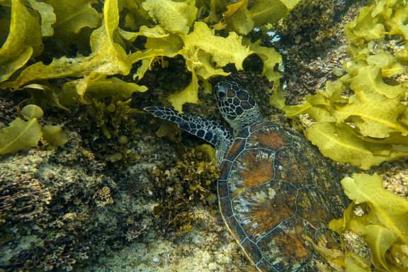 Underwater world at Ocean Camp Bar Al Hikman Underwater world at Ocean Camp Bar Al Hikman