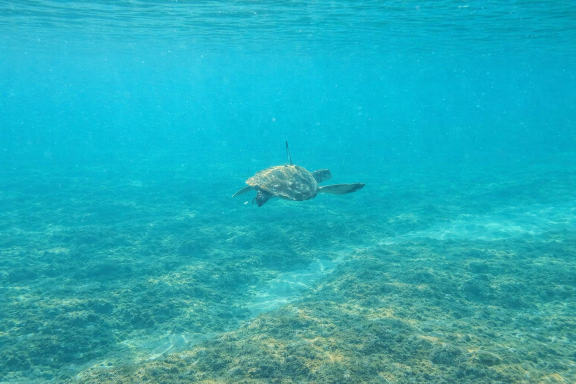Underwater world at Ocean Camp Bar Al Hikman Underwater world at Ocean Camp Bar Al Hikman