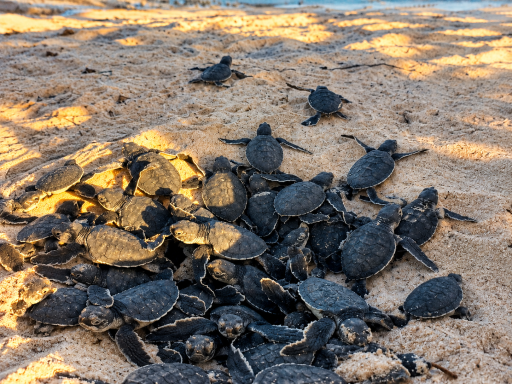 Turtle at Ocean Camp Bar Al Hikman