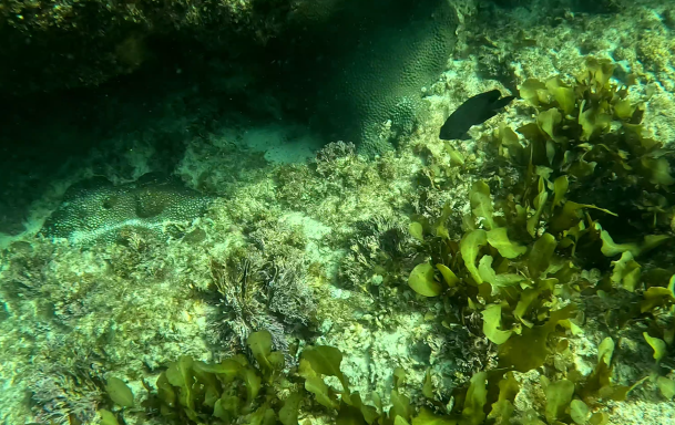 Underwater world at Ocean Camp Bar Al Hikman Underwater world at Ocean Camp Bar Al Hikman